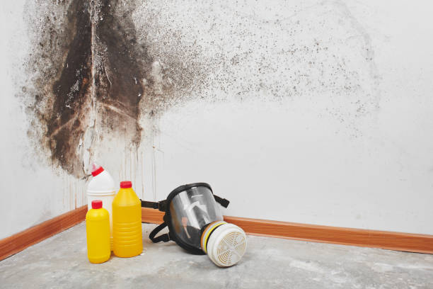 Best Mold Removal Process  in New Haven, IN